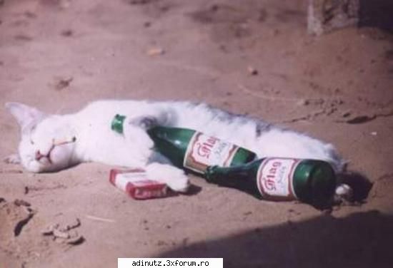 Funny animals=) - andromeda - poze s00per funny
