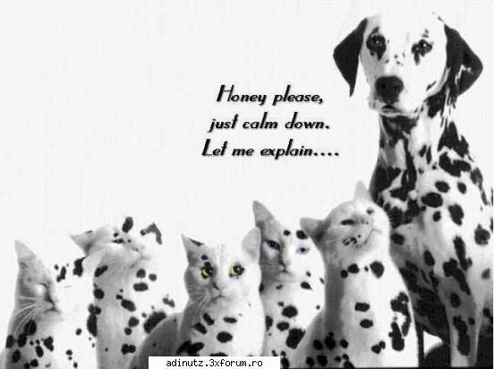 Funny animals=) - uhh....bad dog!!! - poze s00per funny