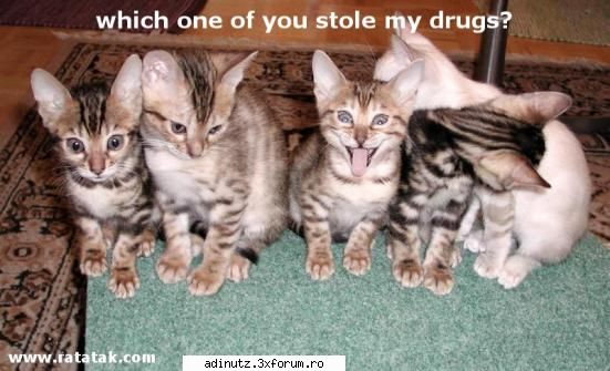 Funny animals=) - care sa fie?!?! - poze s00per funny