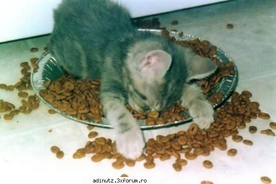 Funny animals=) - numai mancatzi asha mult - poze s00per funny